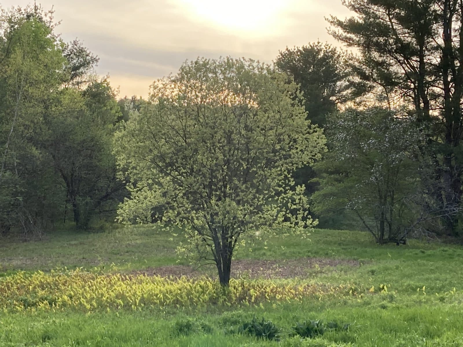 Photo.Meadow Tree.IMG 0984